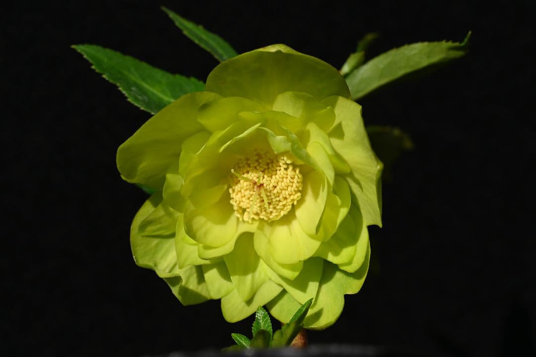 クリスマスローズ　初出品 グロッシーメロンゴールド　加藤農園