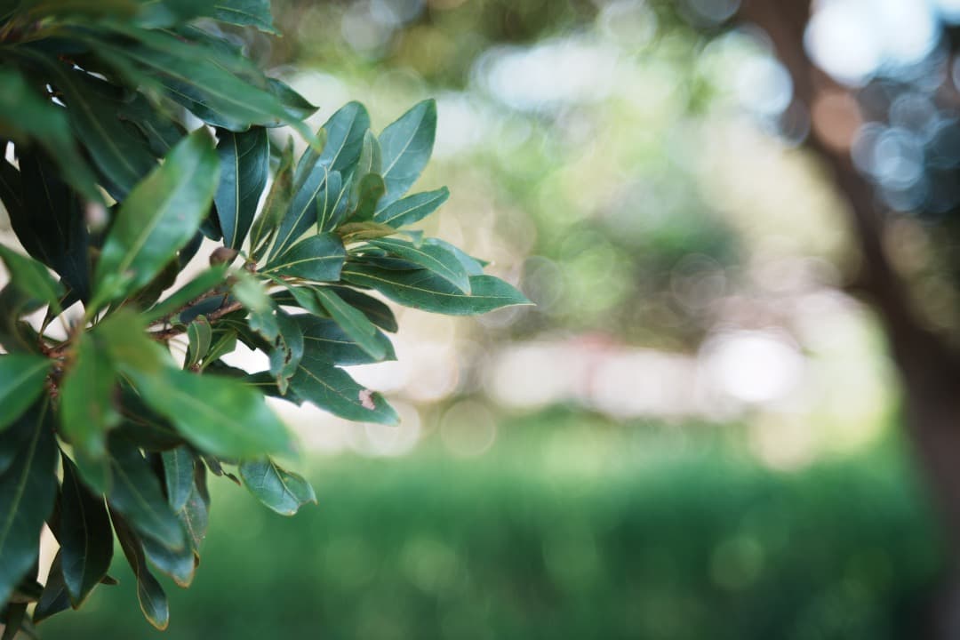 【バブルボケ】動作◎ FUJINON 55mm F2.2 後期 M42 739