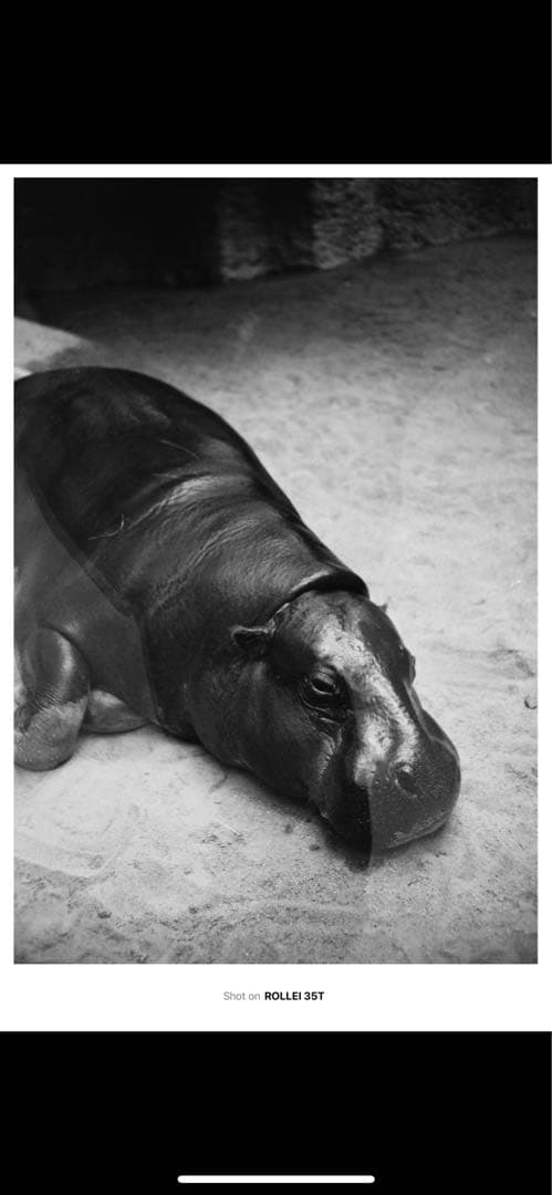 Rollei 35 T 水銀電池アダプターmr9付