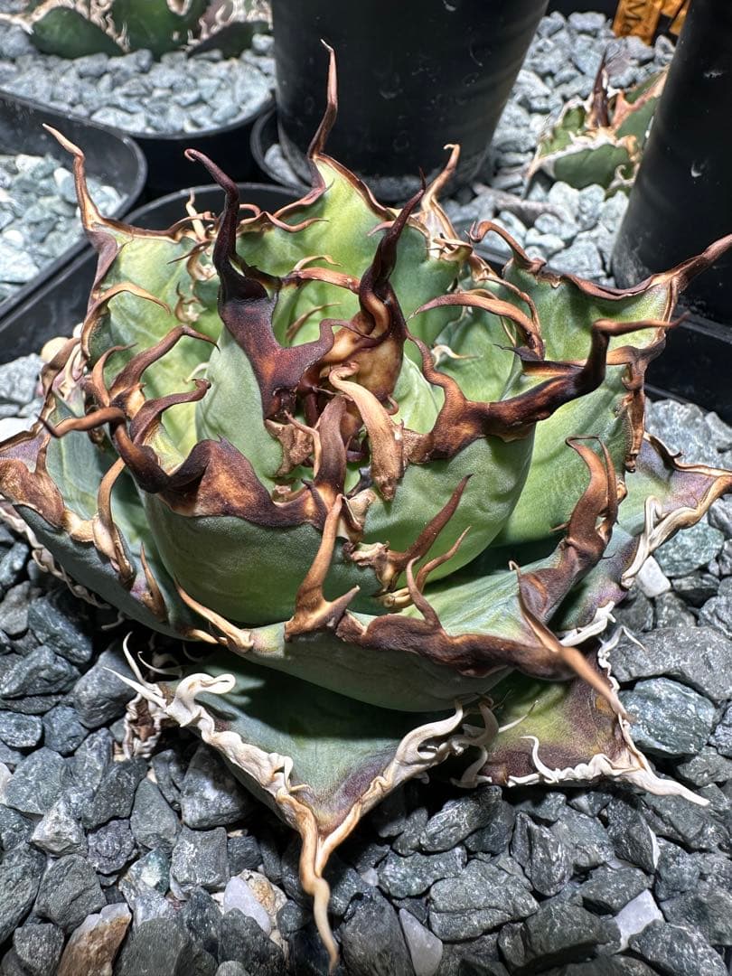 ⭐︎ オテロイ実生 選抜株 Brownie