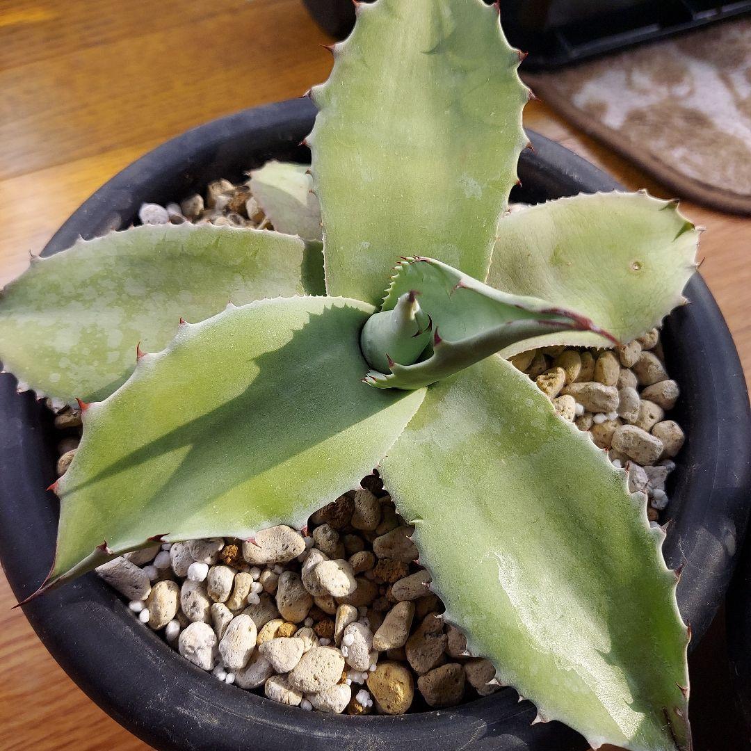 カスタムオーダー　同梱割引適用