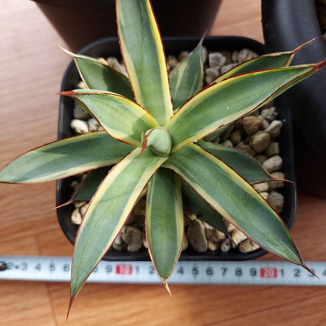 カスタムオーダー　同梱割引適用