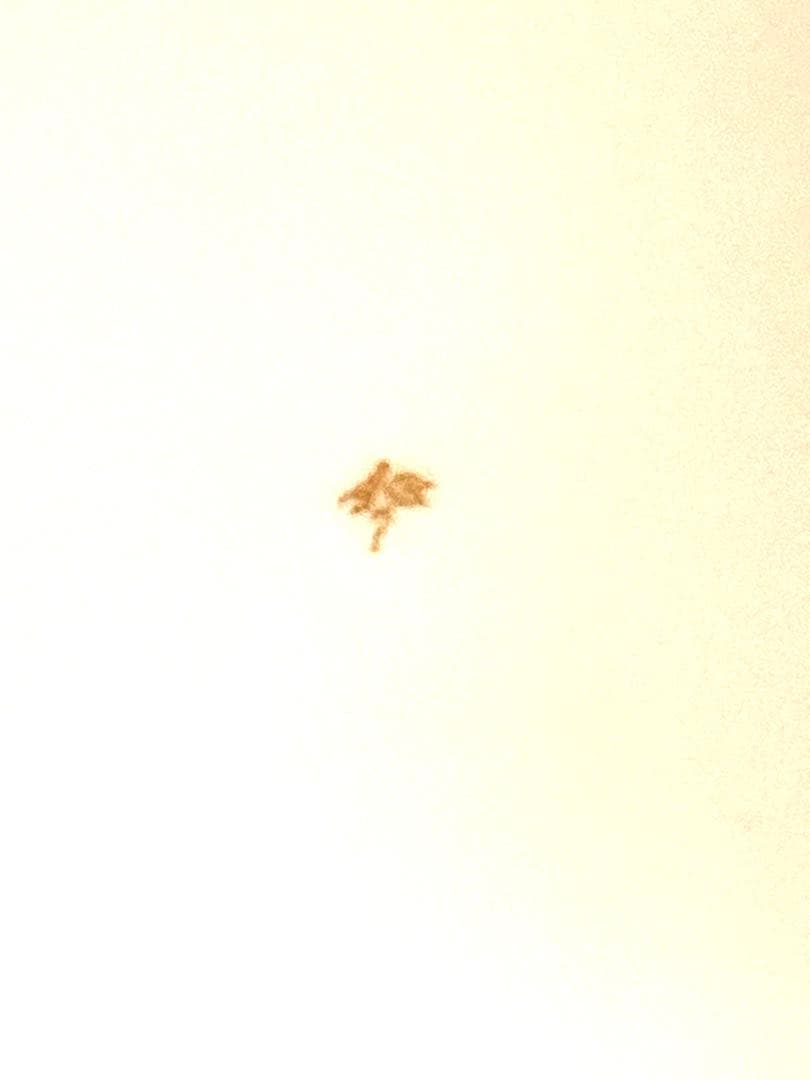 物*化様 キリン ビアマグコレクション【セーブル 王者の青】