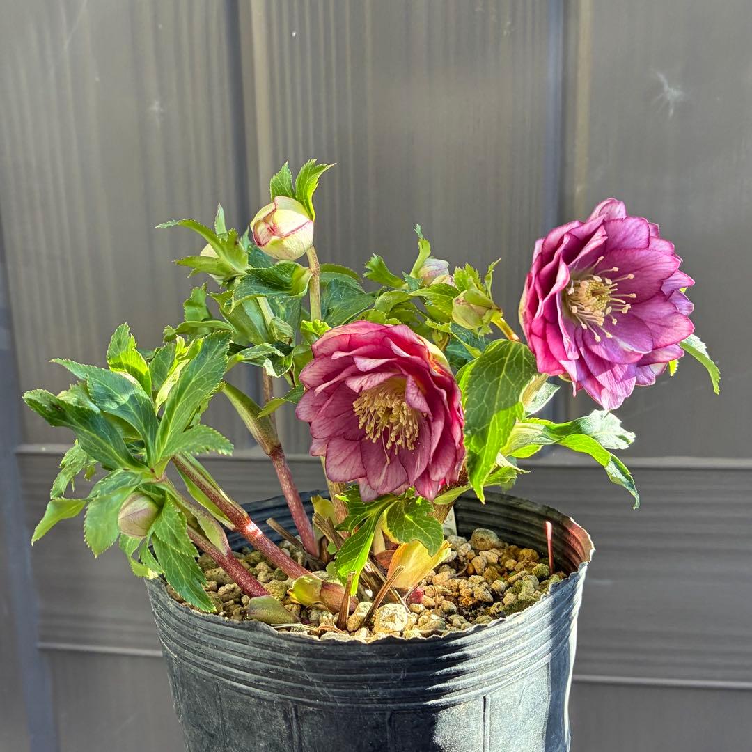 ♡大充実株♡ DDピンクリバーシカップ咲き多花