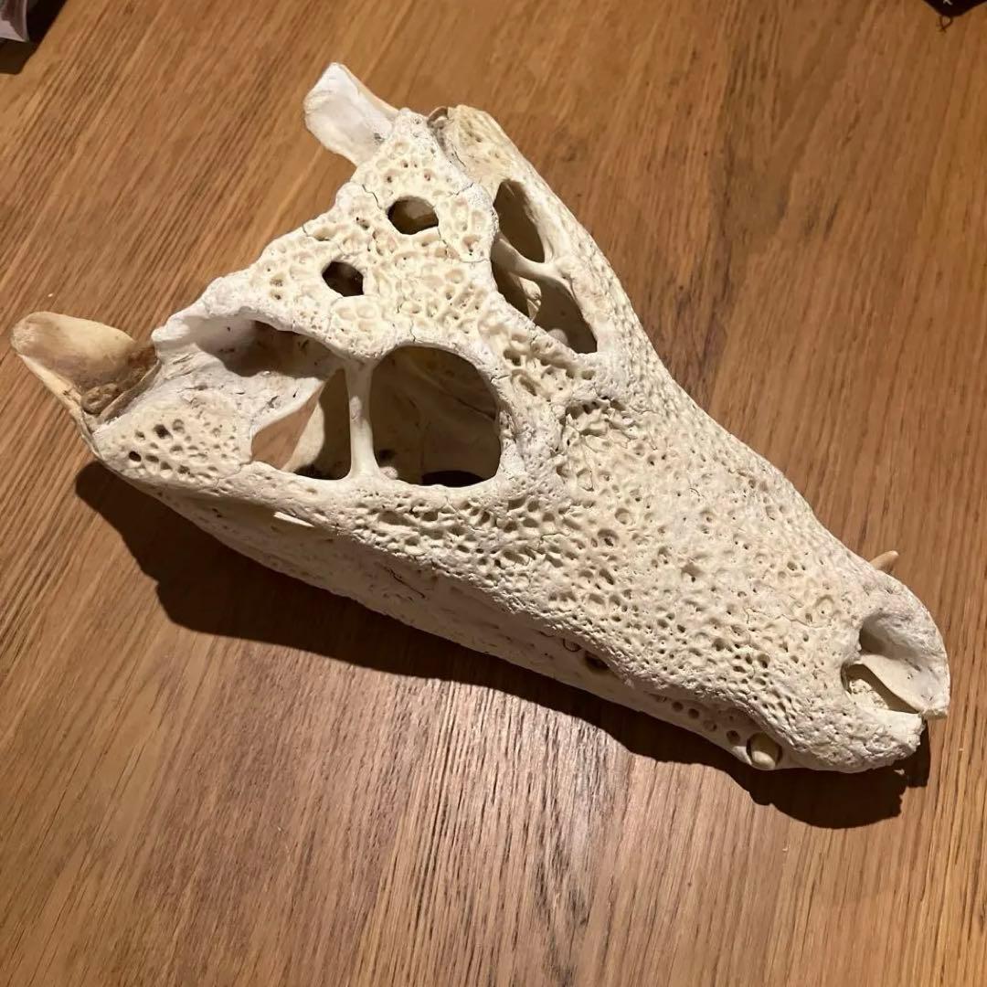 ワニ 鰐 頭骨 頭蓋骨 頭骨標本 中型 インテリア装飾用