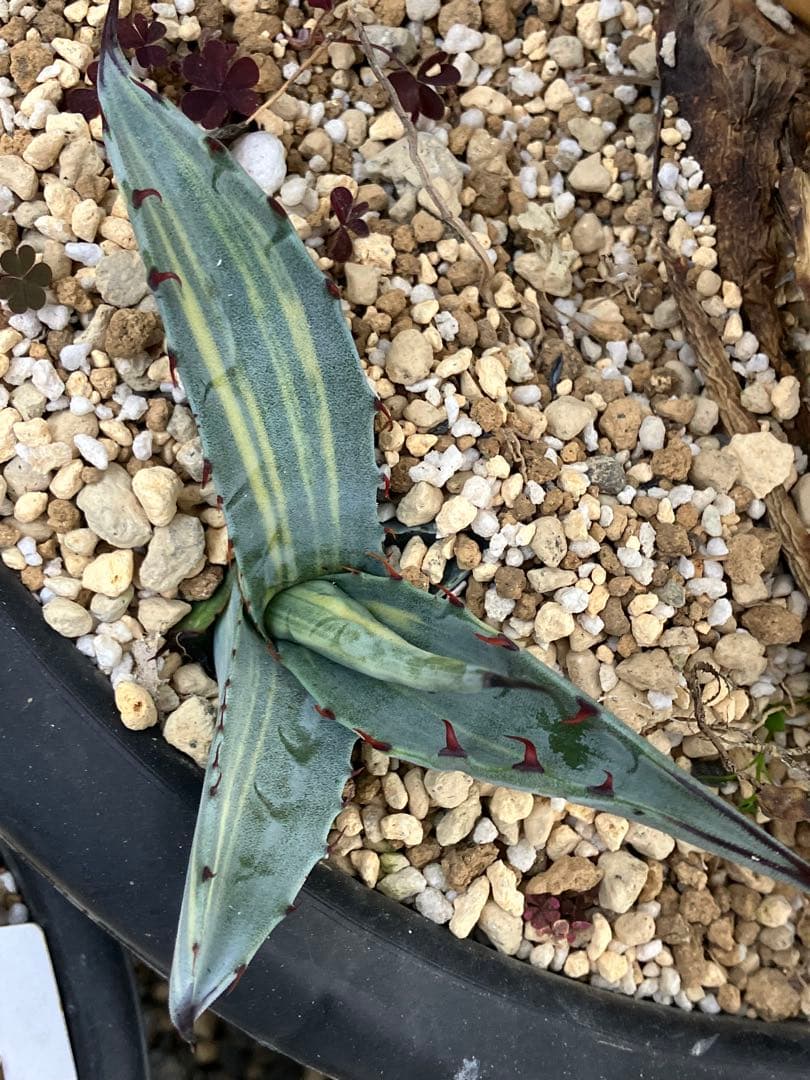 アガベ　スカブラ縞斑　赤丸販売 親株非売　ラスト2枚兄弟です非売