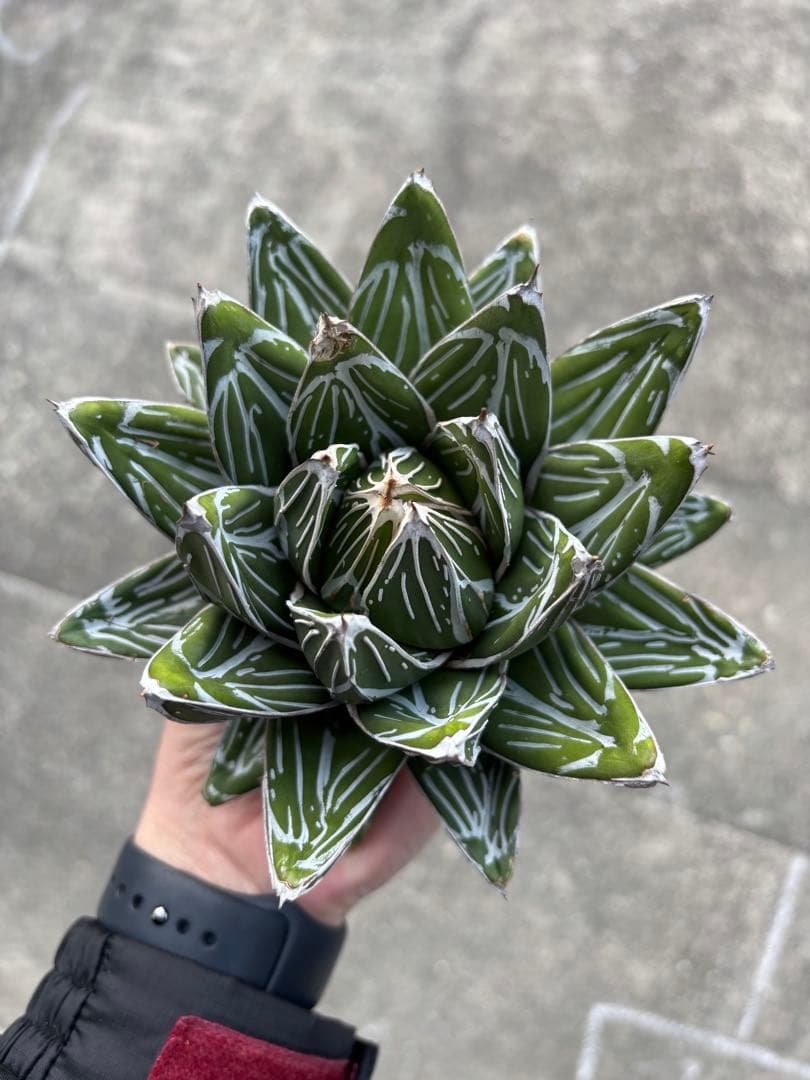 アガベ　笹の雪　子株12個販売　極上株