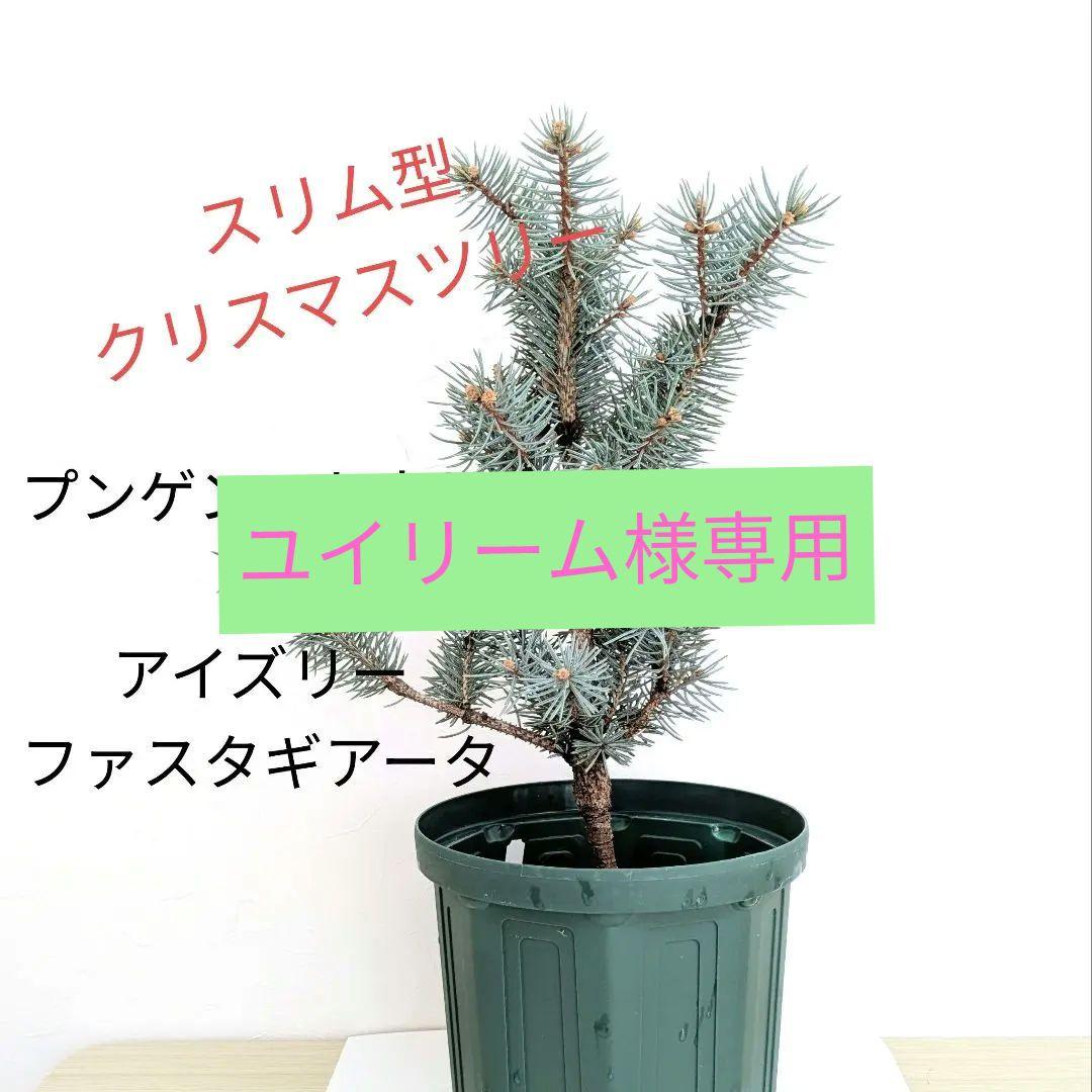 プンゲンストウヒ　Iseli Fastigiata クリスマスツリー 型　苗