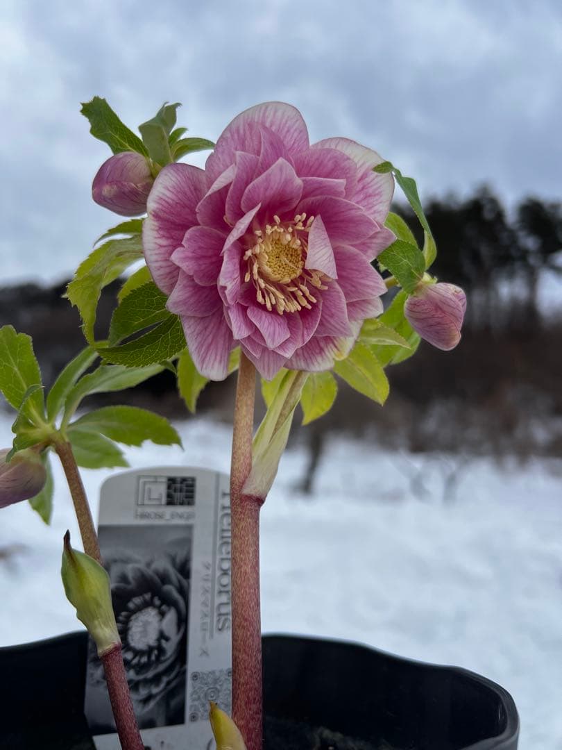 クリスマスローズ　ソレイユ系