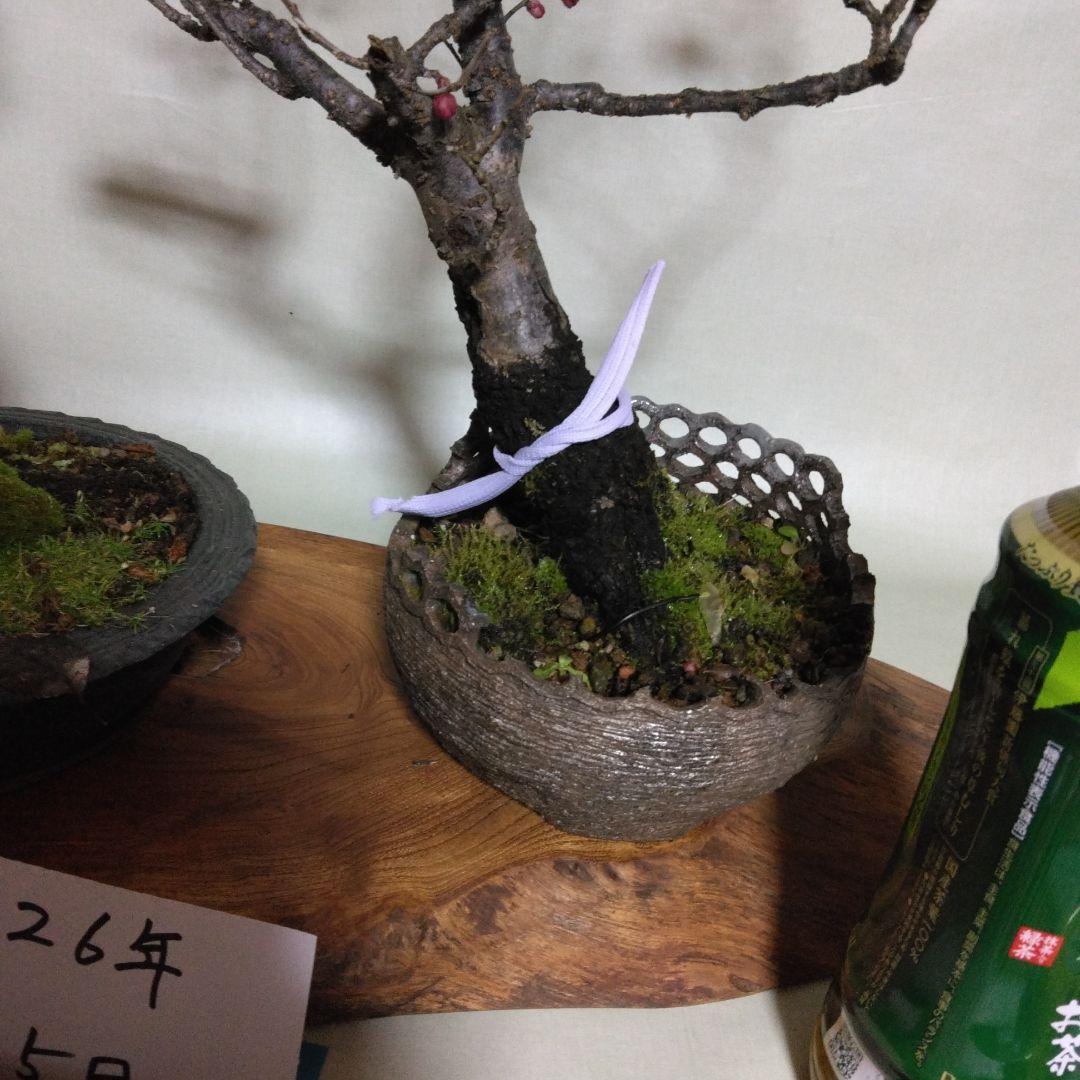 紅白梅盆栽セット黒松盆栽、五葉松盆栽、しんぱく盆栽、赤松盆栽 野梅盆栽