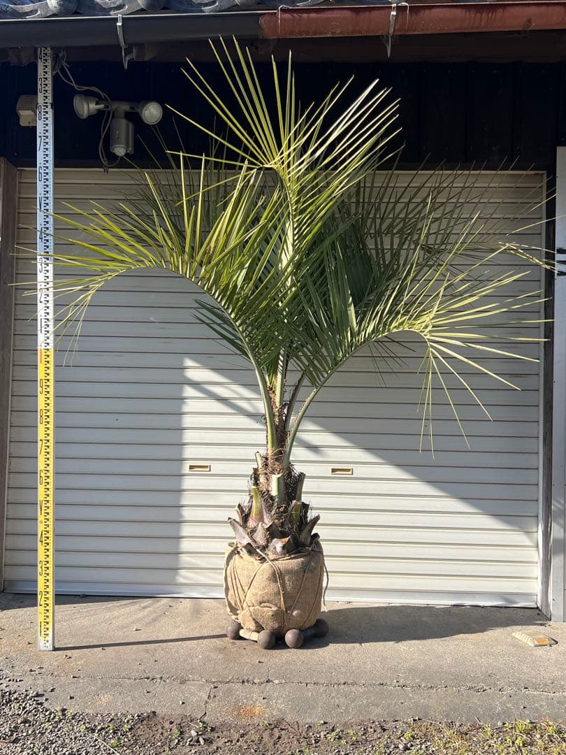 ココスヤシ　超耐寒性ヤシ　ドライガーデン　カルフォルニアスタイル　送料込み価格