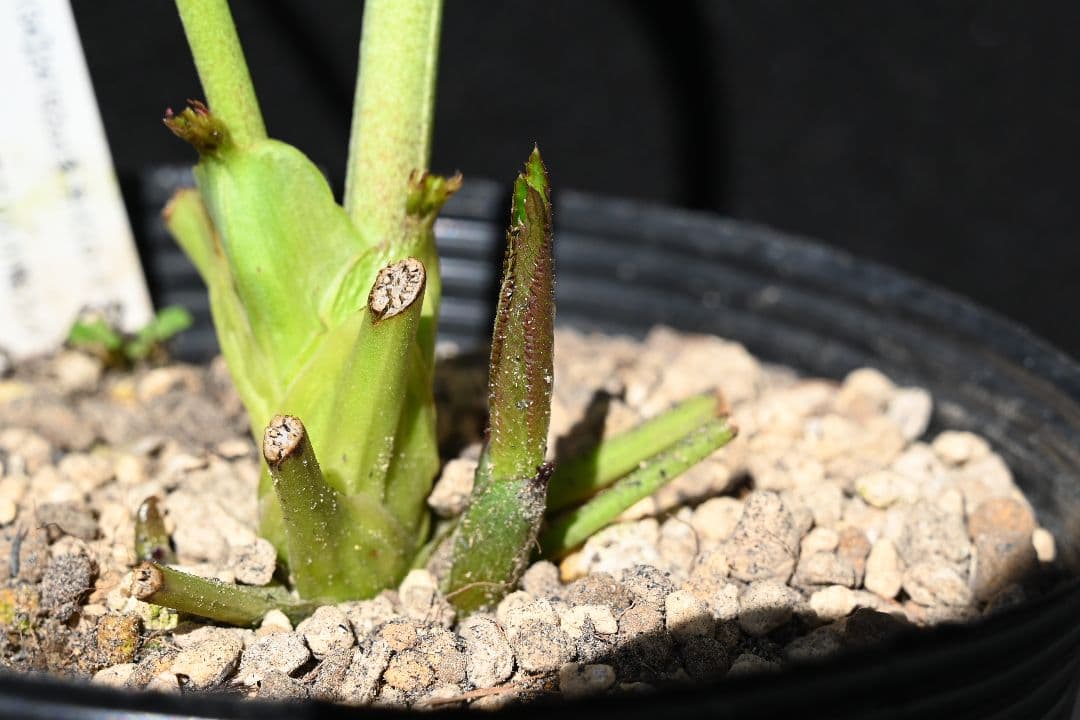 クリスマスローズ　認定グロッシーカラーアプリコットアフロディーテ　加藤農園