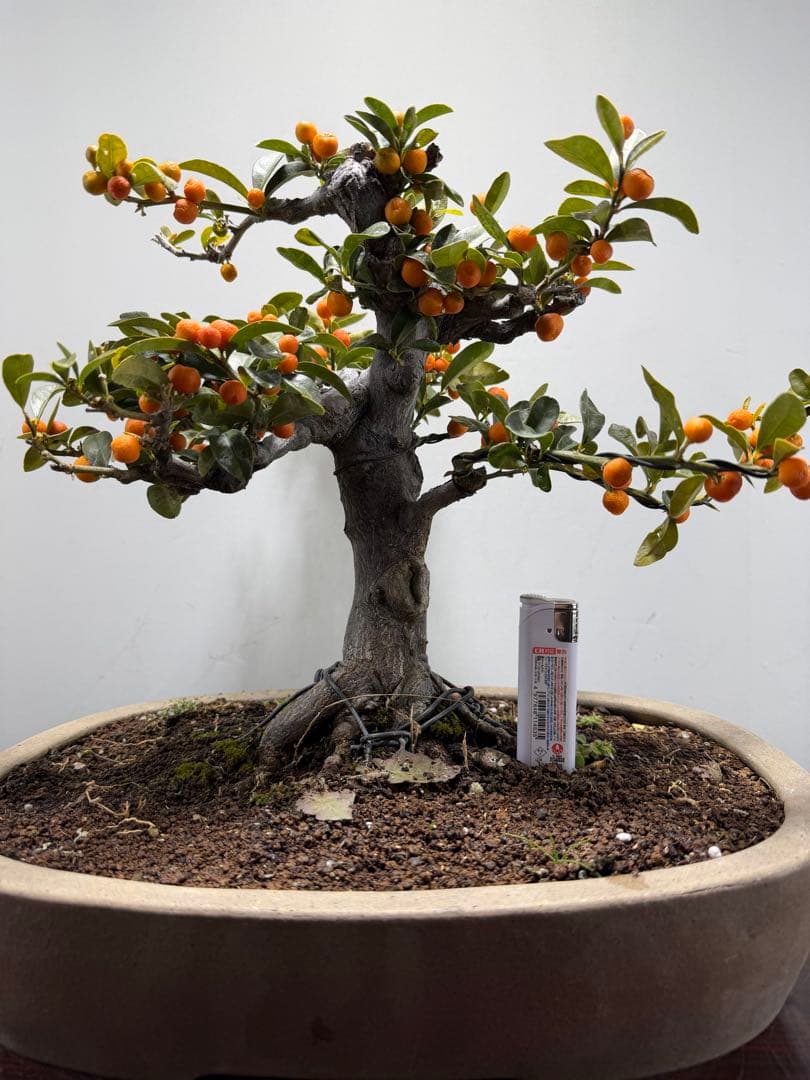 【ガチ盆栽】金豆　キンズ　激古