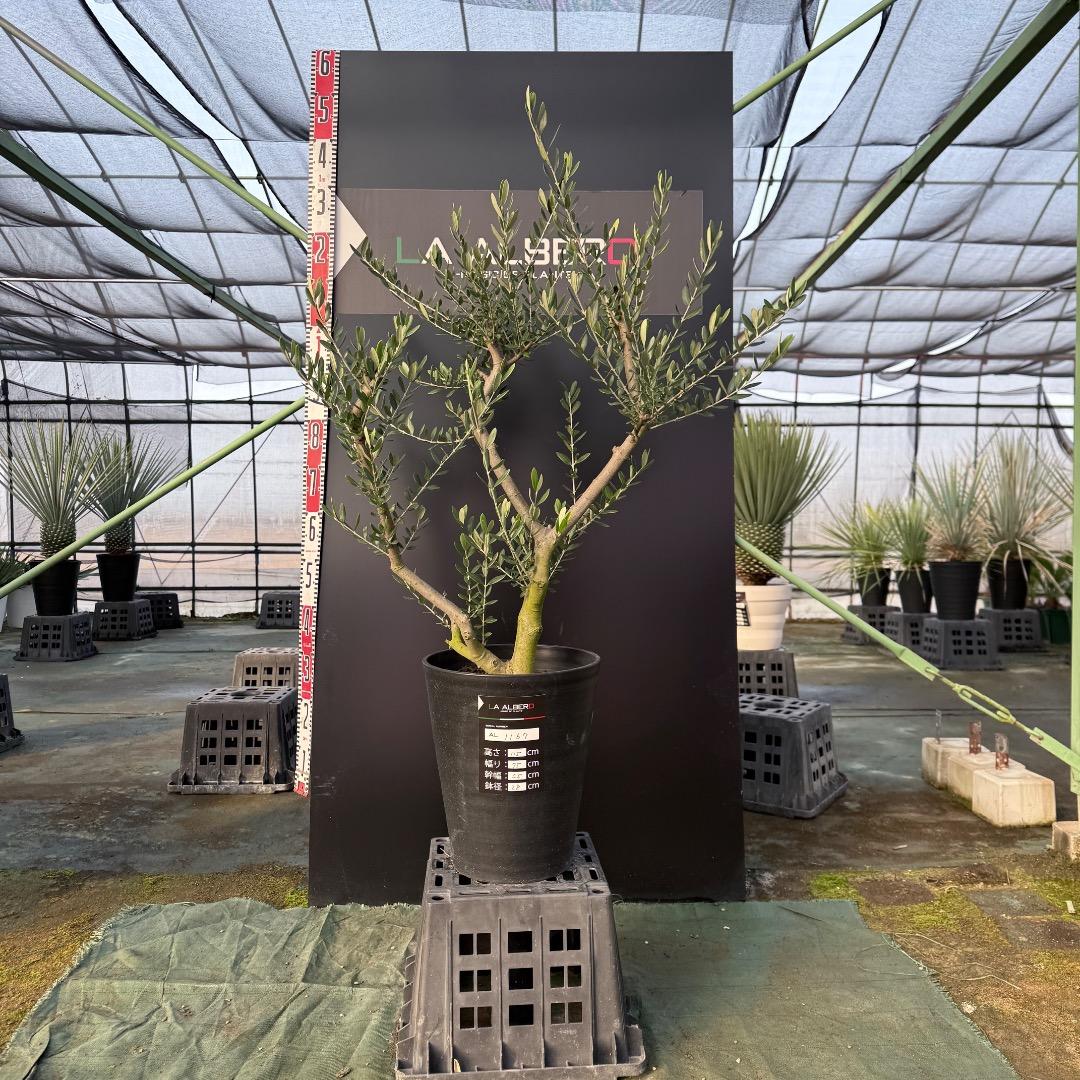 T*a様 【AL1167】オリーブの木　ルッカ　古木