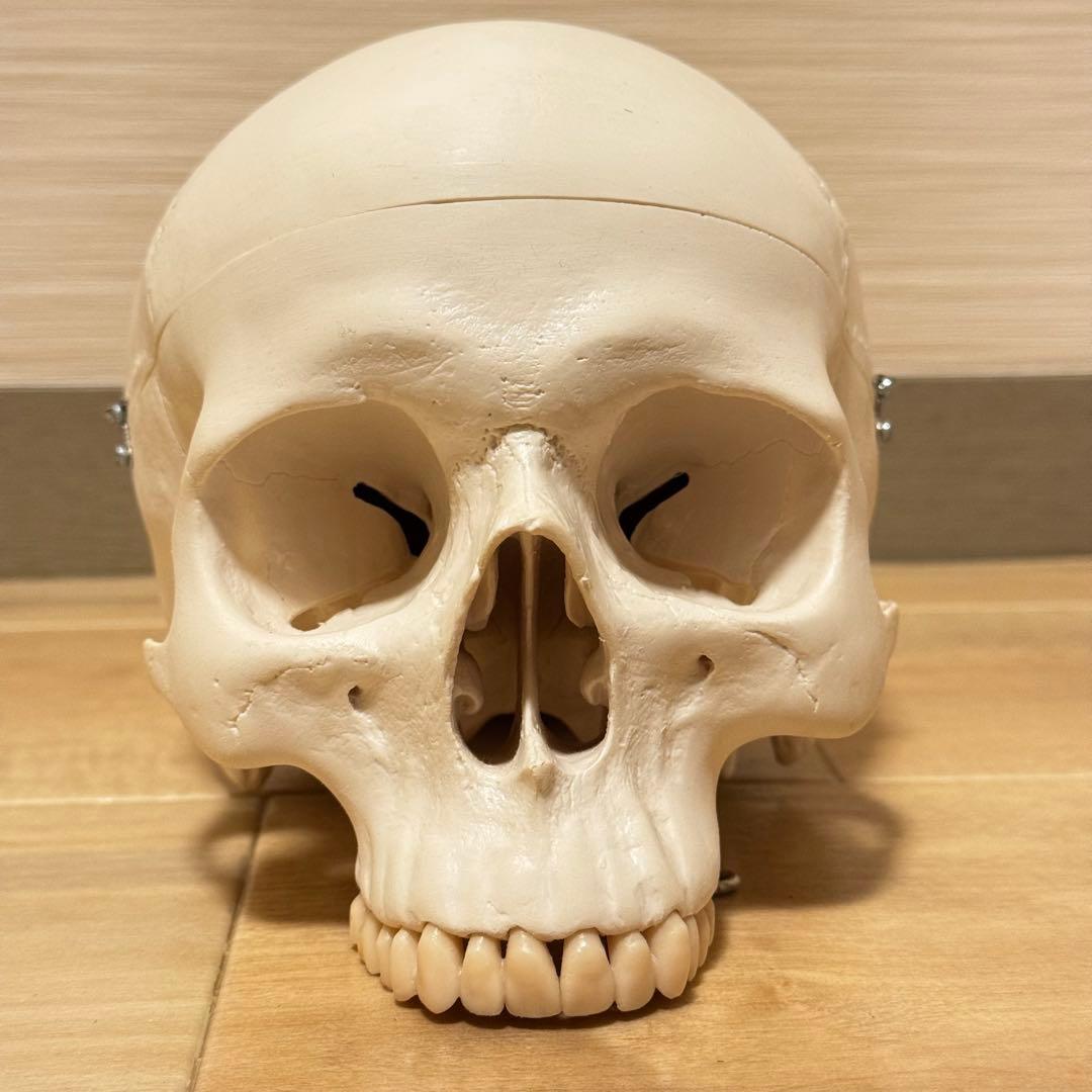 3B Scientific GmbH 頭蓋骨 模型 医学 骨標本