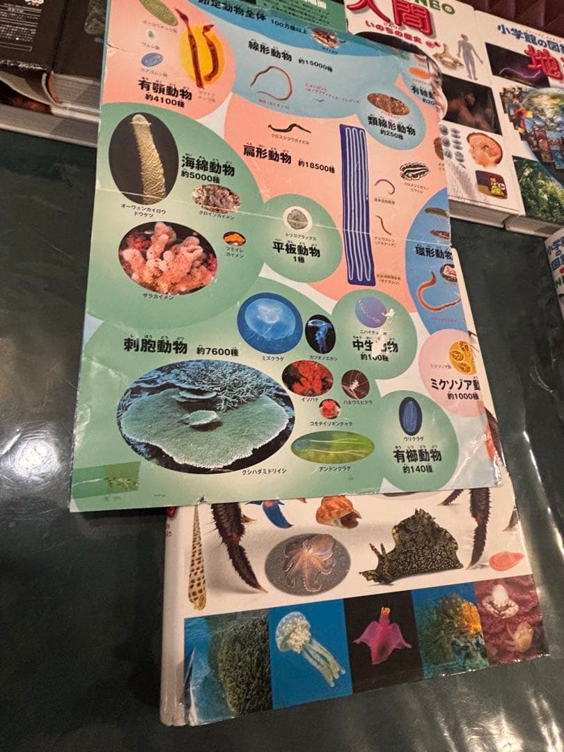 【小学館の図鑑　NEO　１２冊セット＋おまけ１冊】