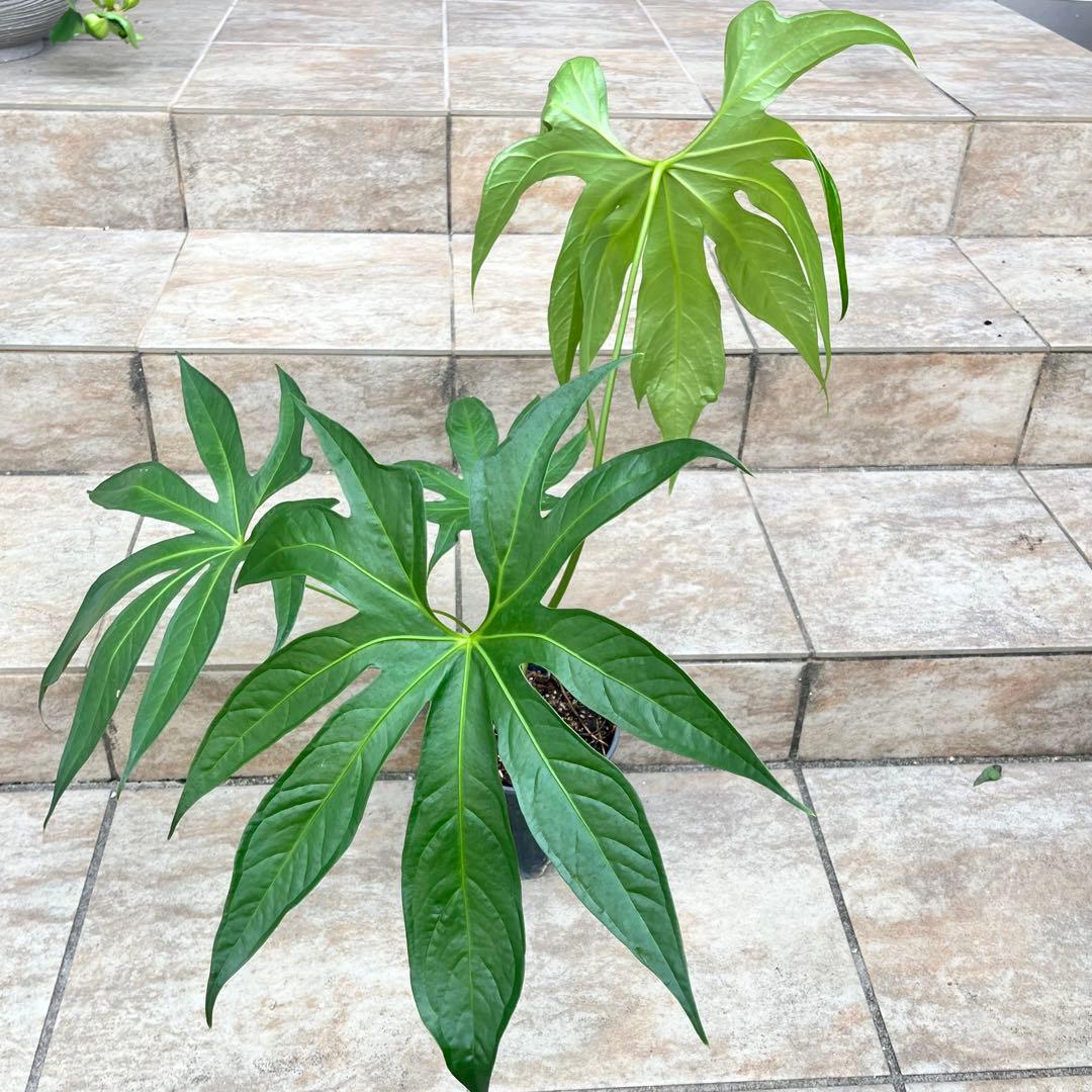 【大特価】アンスリウム　ペダトラディアツム　No.013　鉢、送料込　メルカリ便