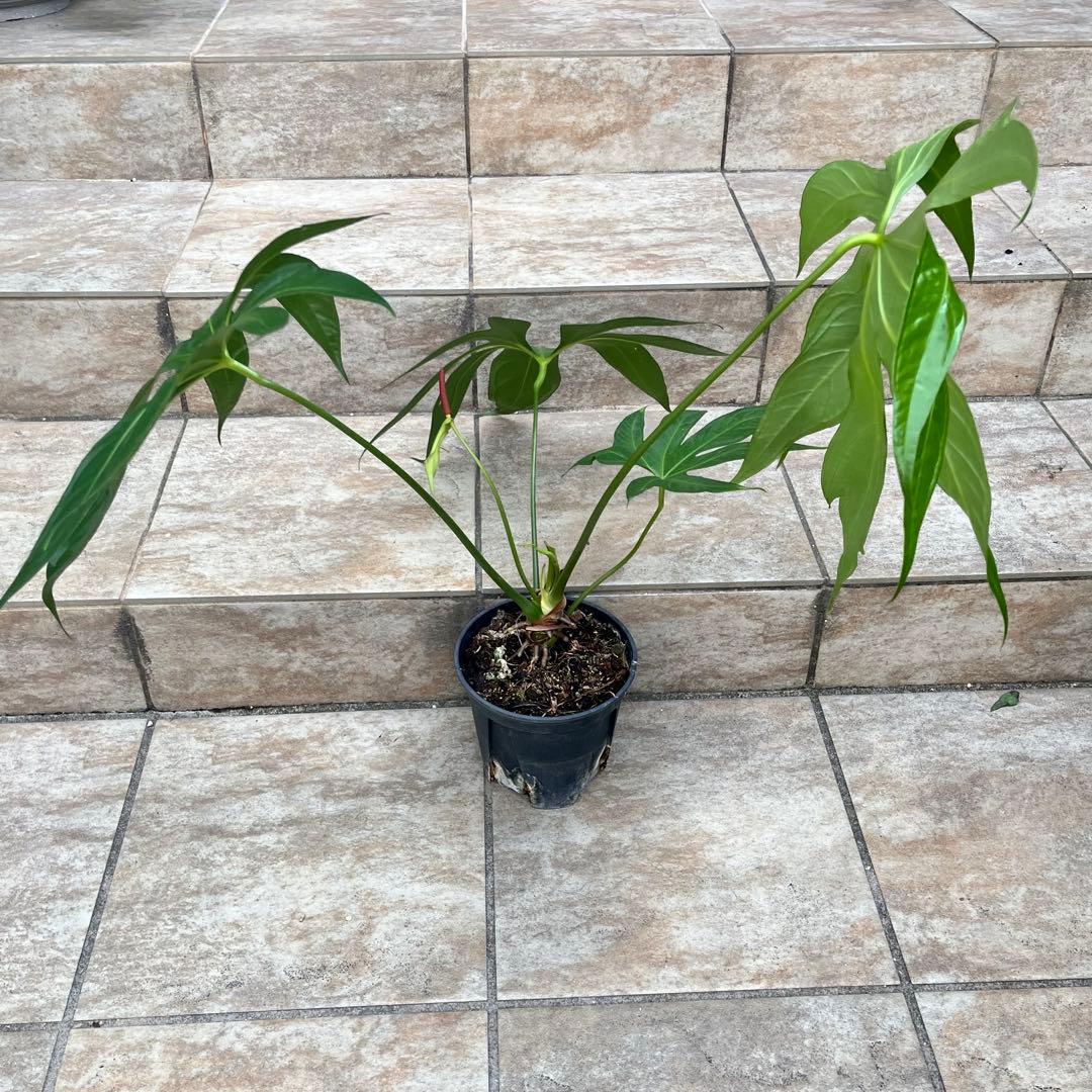 【大特価】アンスリウム　ペダトラディアツム　No.013　鉢、送料込　メルカリ便