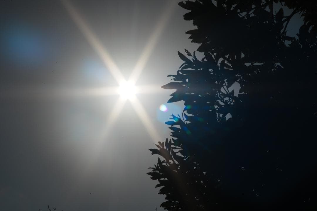 柔らかく滲む光が美しい Canon new FD 100mm F2.8 909