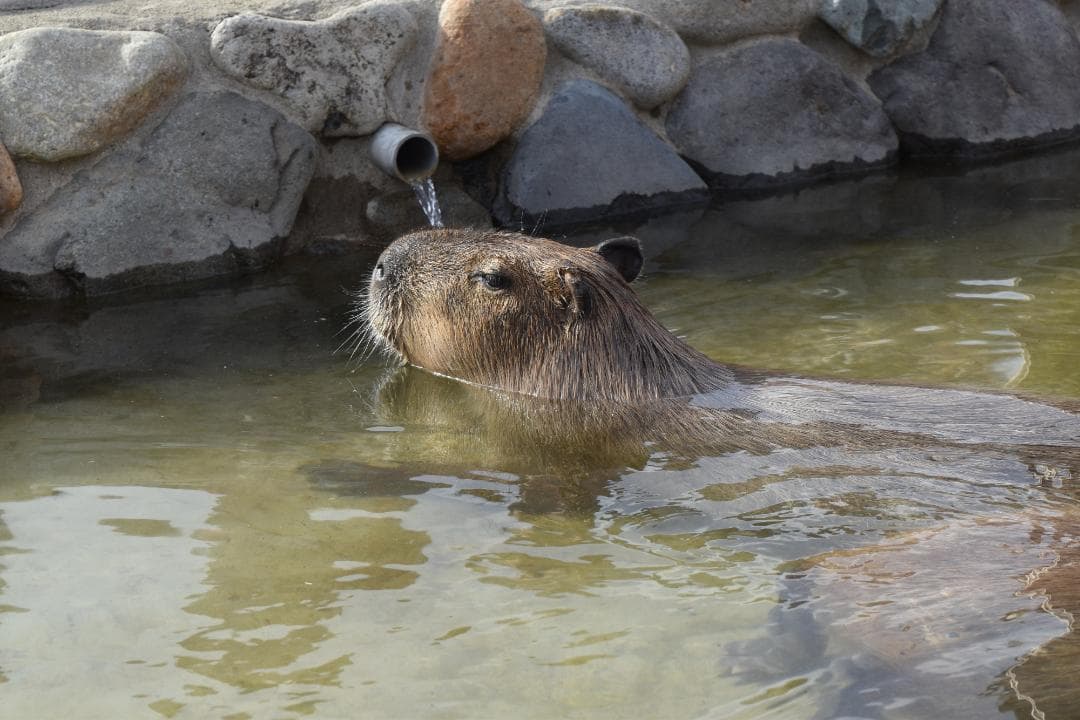 Nikon D5500 ダブルズームキット シャッター回数:1457