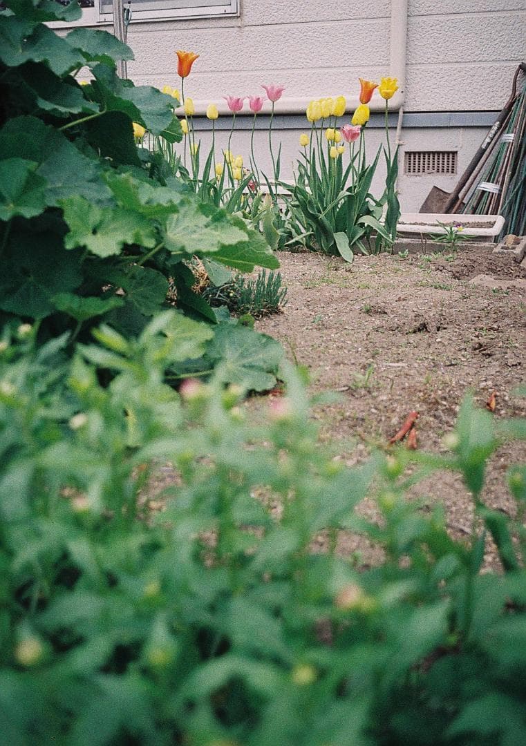 ラグランスリーブ【整備品】オリンパス　ペンEE-2　フィルム試写あり