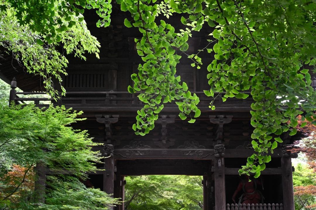 【作例付】ライカＬマウント フジノン FUJINON 5cm f/2