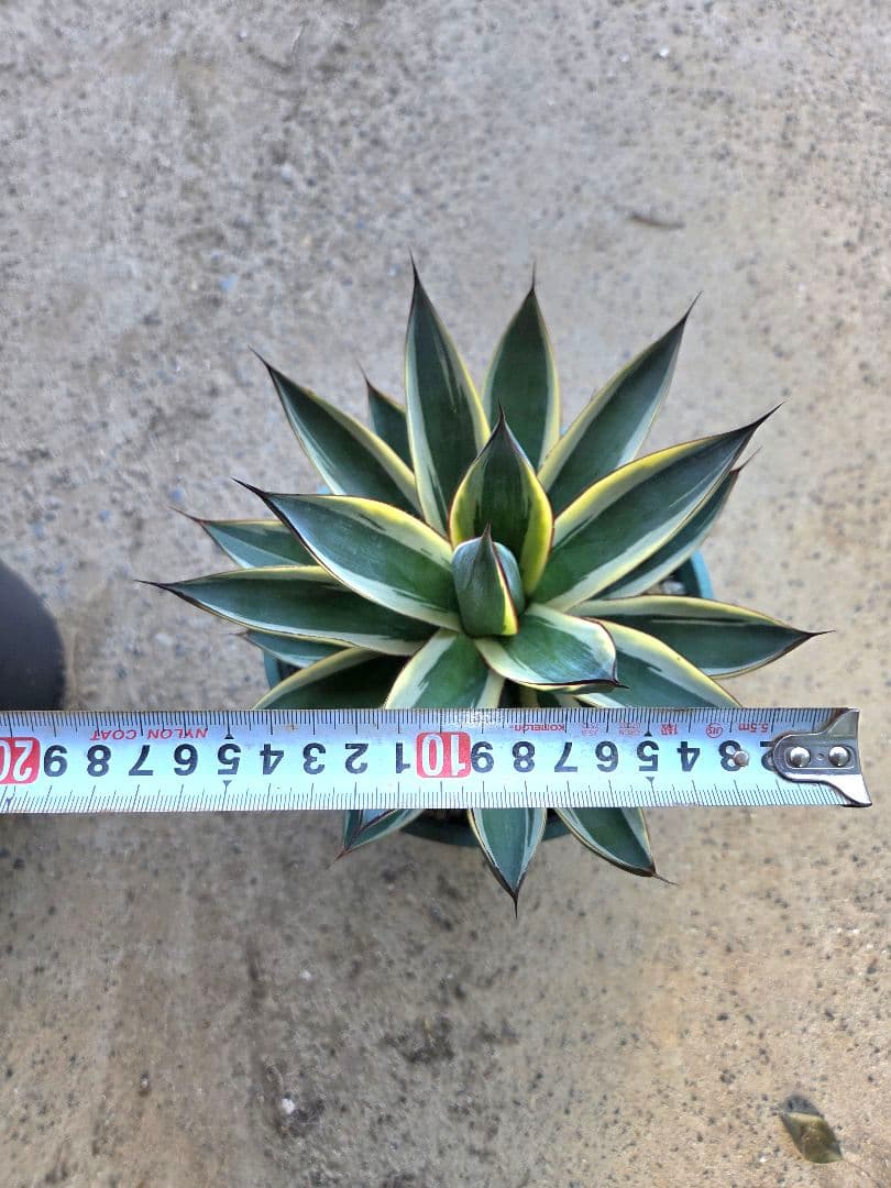 アガベ　パリートランカータ、スノーグロー