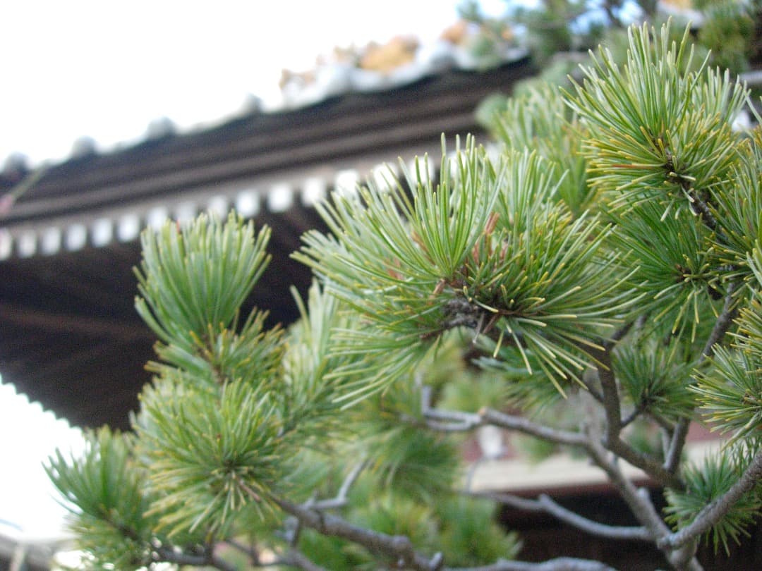 実写美⭕️美品【動作確認済】Nikon COOLPIX 5200 ブルー