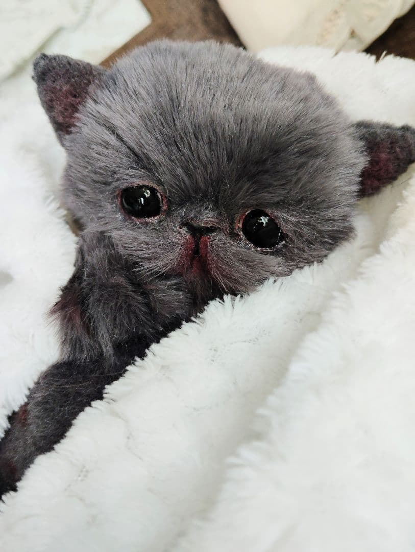 ミントグリーン様御予約❤️くりくりオメメ♡生後２週間♡子猫の黒豆ちゃん