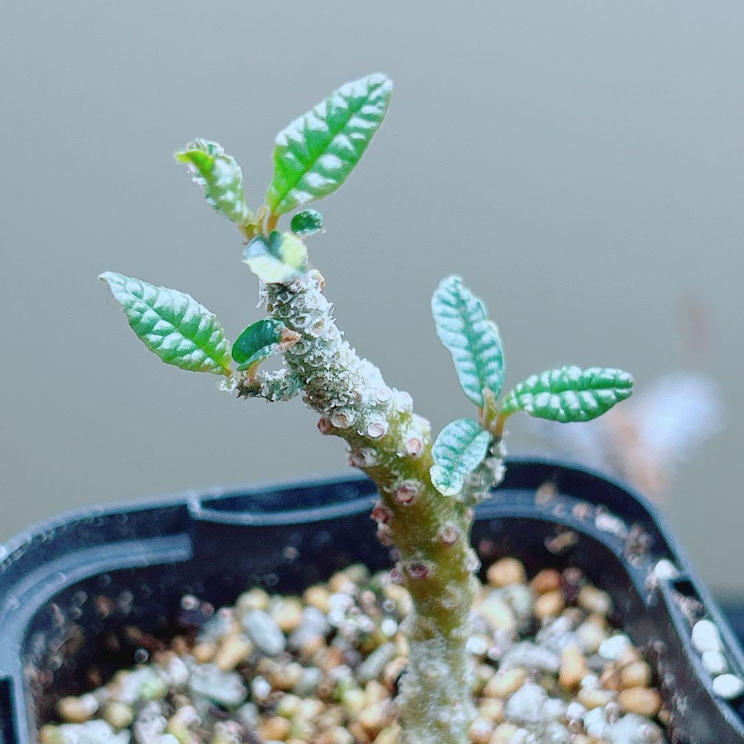 【早い者勝ち★発根済】　ドルステニア ギガス ブラータ 短葉 シルバーリーフ