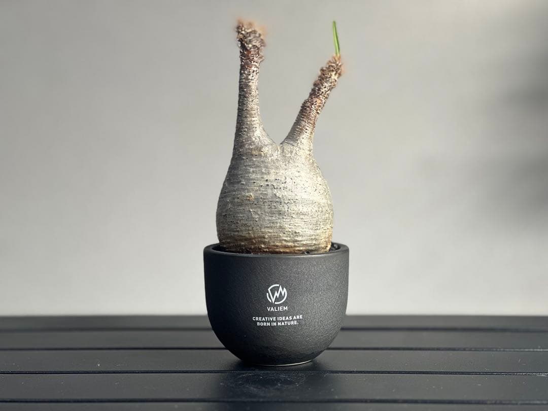 【tomi様】【休眠中】パキポディウム・グラキリス 現地球 VALIEM⑧