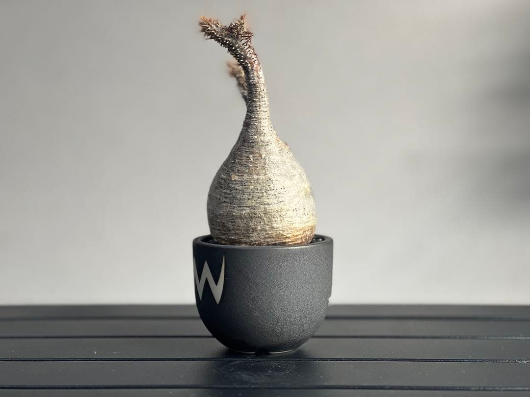 【tomi様】【休眠中】パキポディウム・グラキリス 現地球 VALIEM⑧