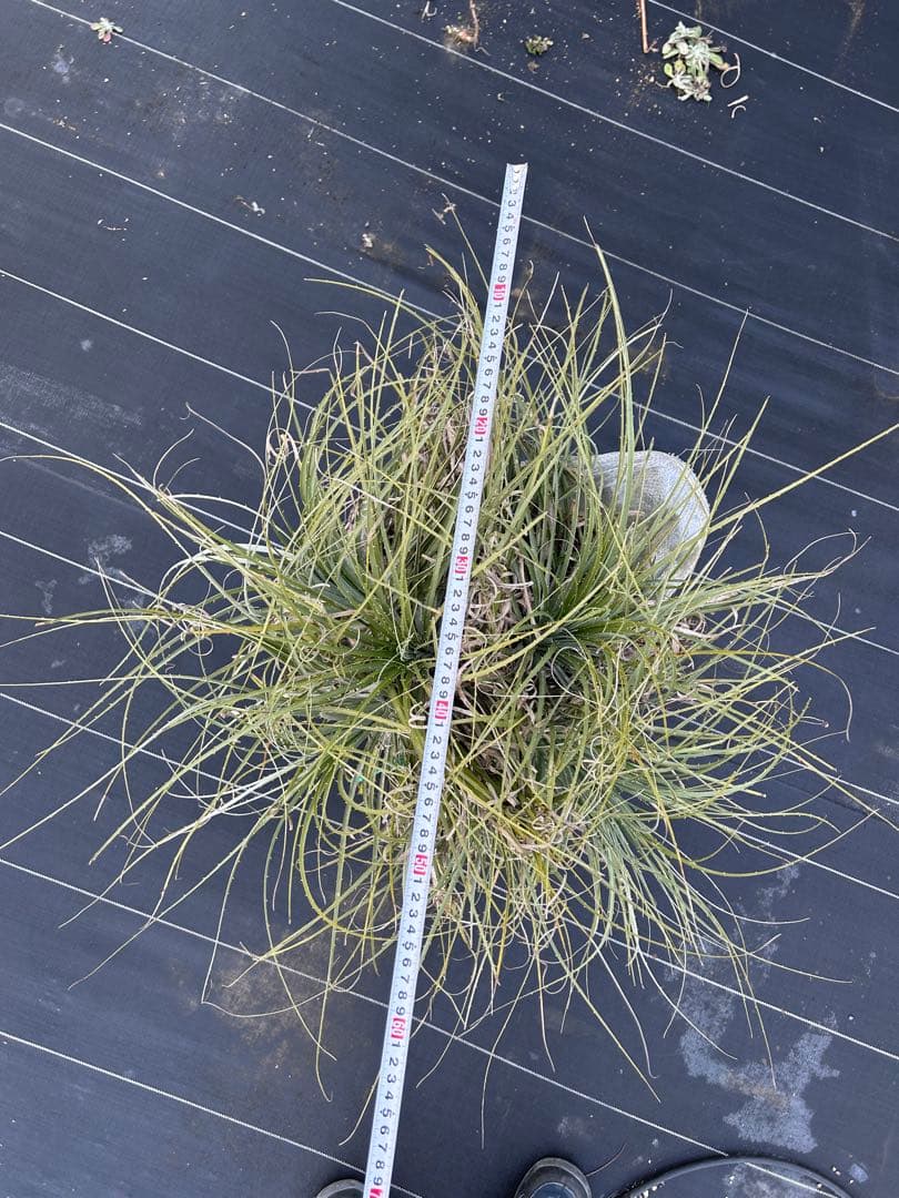 プヤ　セルーレア　7？8？ヘッド 抜き苗