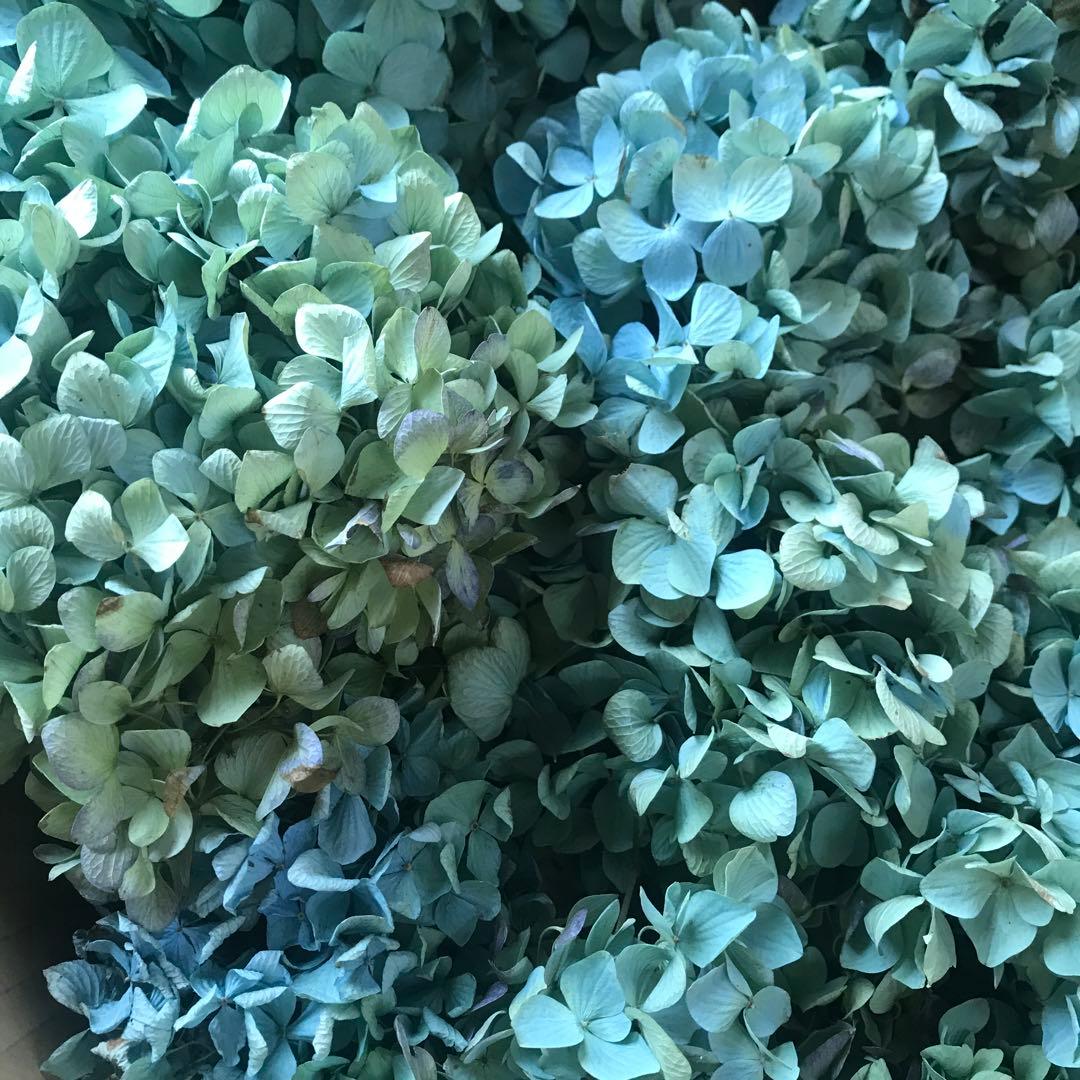 紫陽花ドライフラワー D10 120サイズ 北海道産 タイムセール