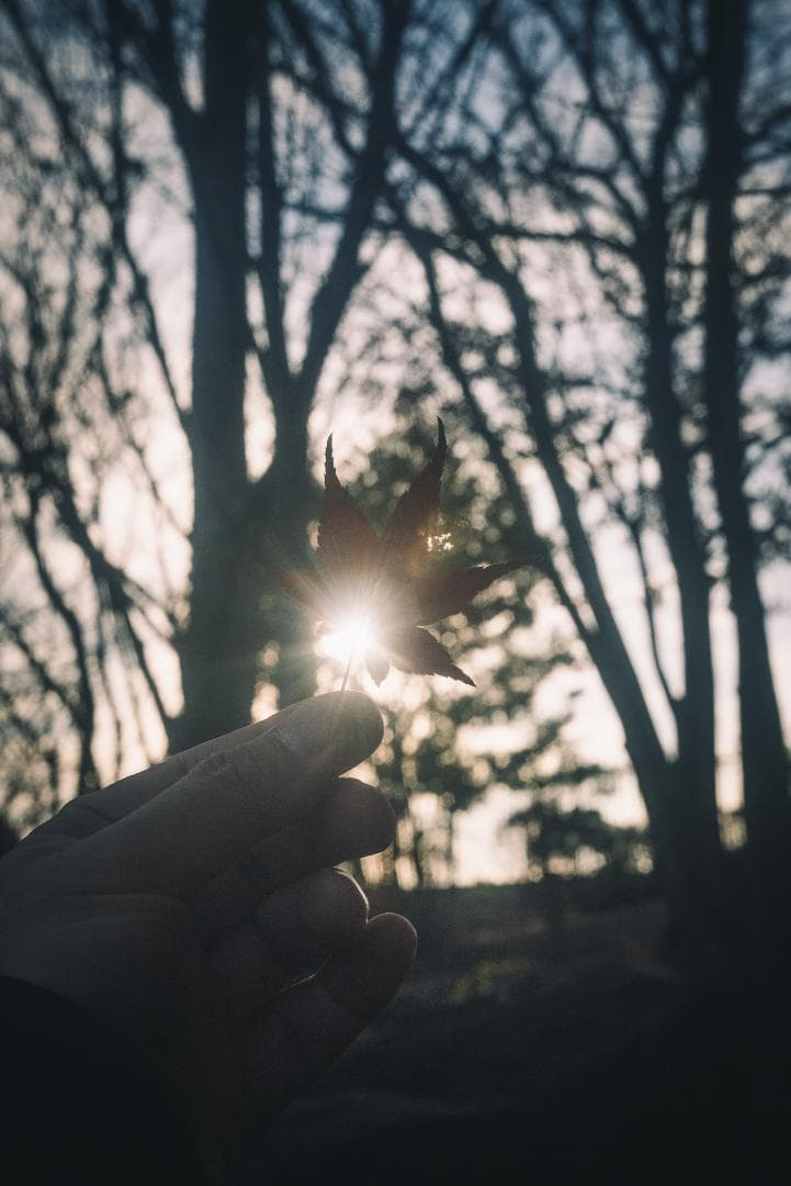 虹が出るライカの癖玉！Leica Summar 50mm f2 オールドレンズ