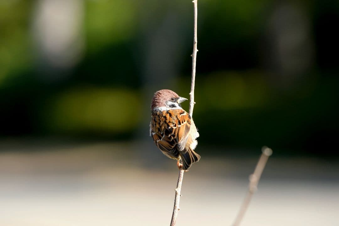 SONY 70-400 F4-5.6 G SSM Ⅱ