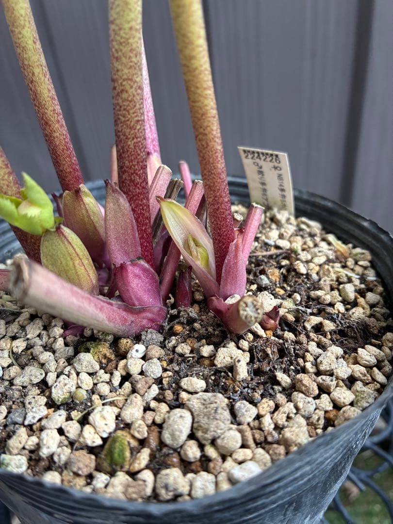 ♡大充実♡DDホワイトゴールド　ピコティ