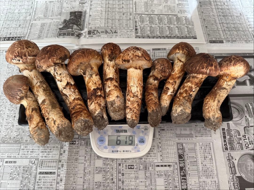 松茸　北海道　600g 国産