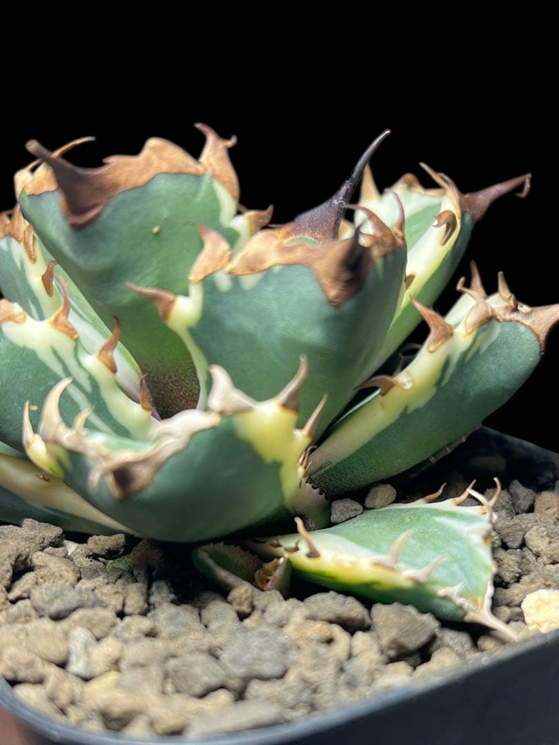 H*e様 アガベ チタノタ 姫厳竜 斑入り 白覆輪斑 子株付き