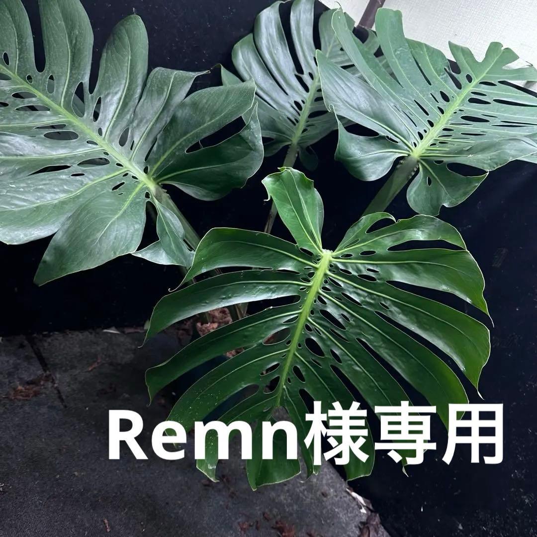 Remnモンステラデリシオーサマクロコズム超希少系統鉢植え102㎝