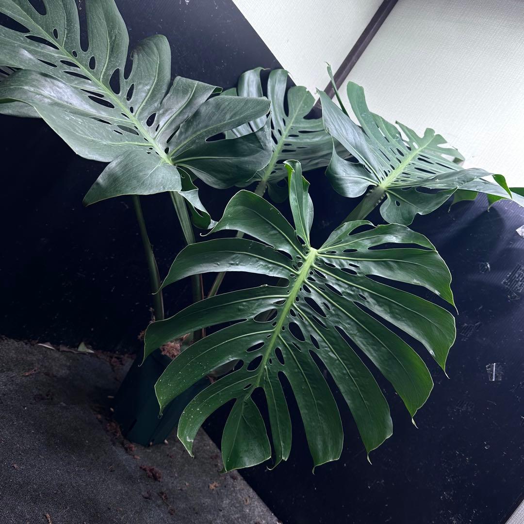 Remnモンステラデリシオーサマクロコズム超希少系統鉢植え102㎝