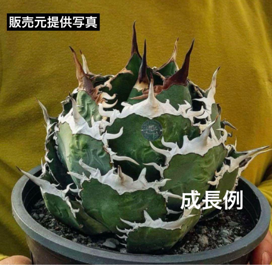 匿名配送【初売り】⑤REZA産　イラン　アガベ　Tarantula タランチュラ