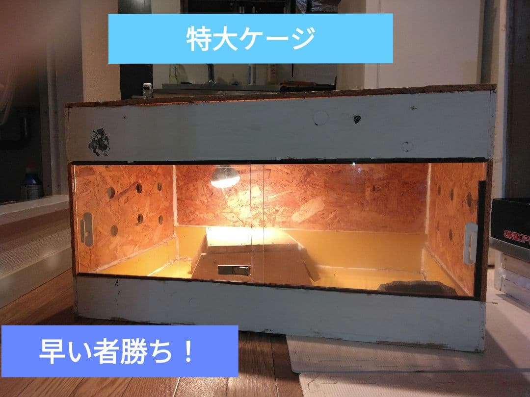 ラスト！大型爬虫類ケージ