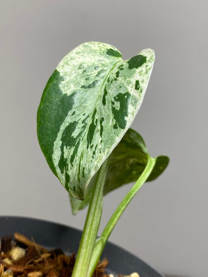 T*T様 【将来有望株‼️】モンステラ　デリシオーサ　バルバソー　フシギダネ/ベ