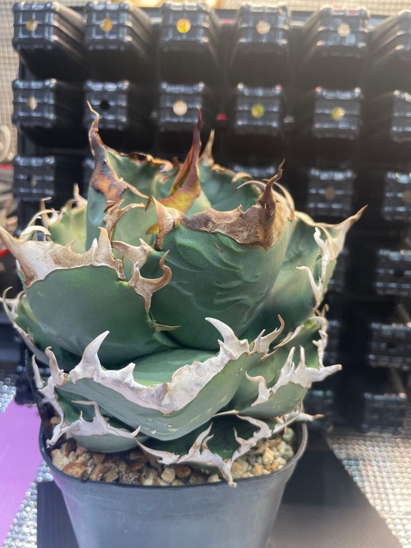 アガベ チタノタ 魔丸