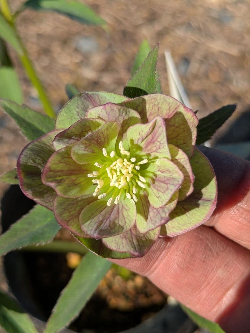 クリスマスローズ 高橋育苗 リトルビースト ファントム dd ワイルドベイン