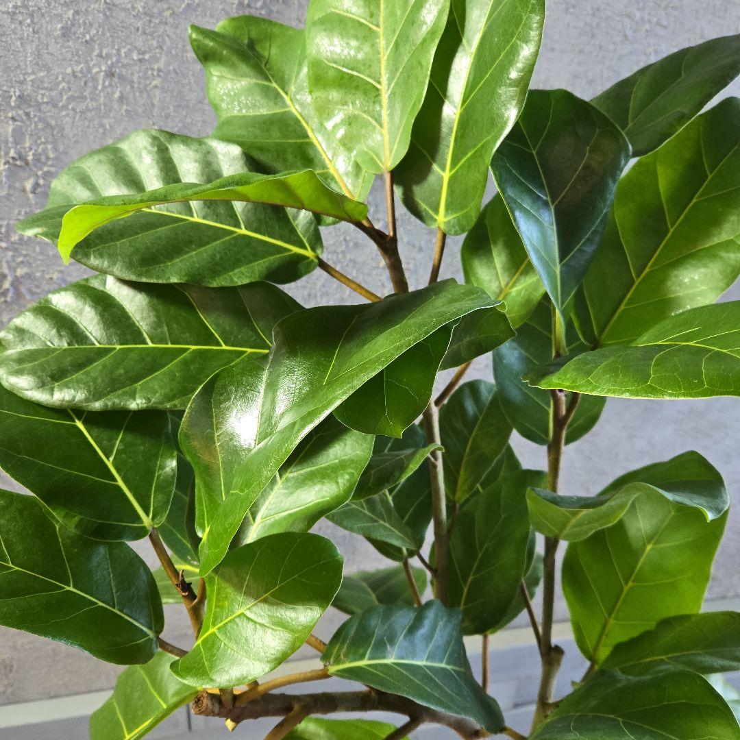 ③　フィカス　アフリカンプリンセス　曲がり仕立て８号最高等級極上品‼️　希少品種