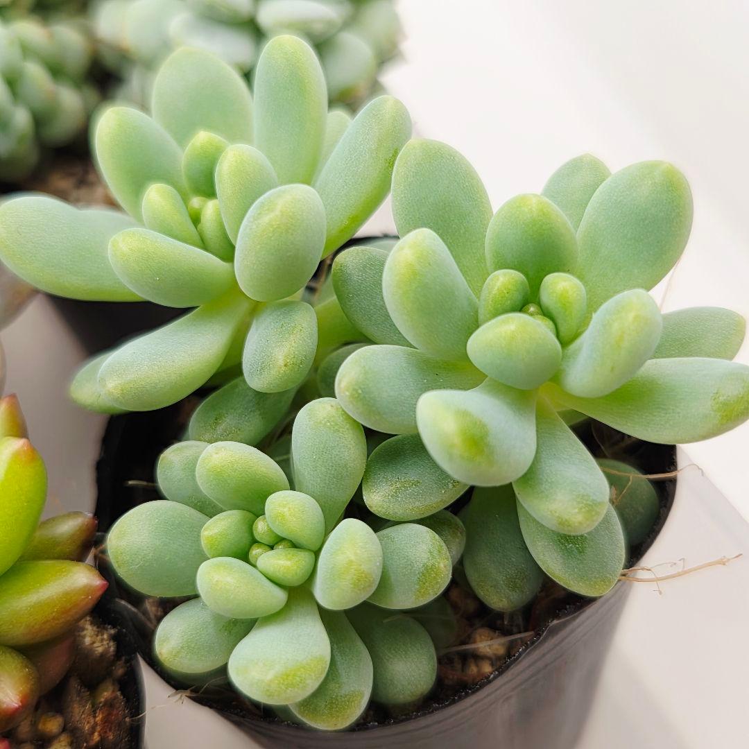 ②全15苗 つぶつぶ屋さん クラッカー❣️あられ❣️ピノチオ❣️発根済ネコポス込