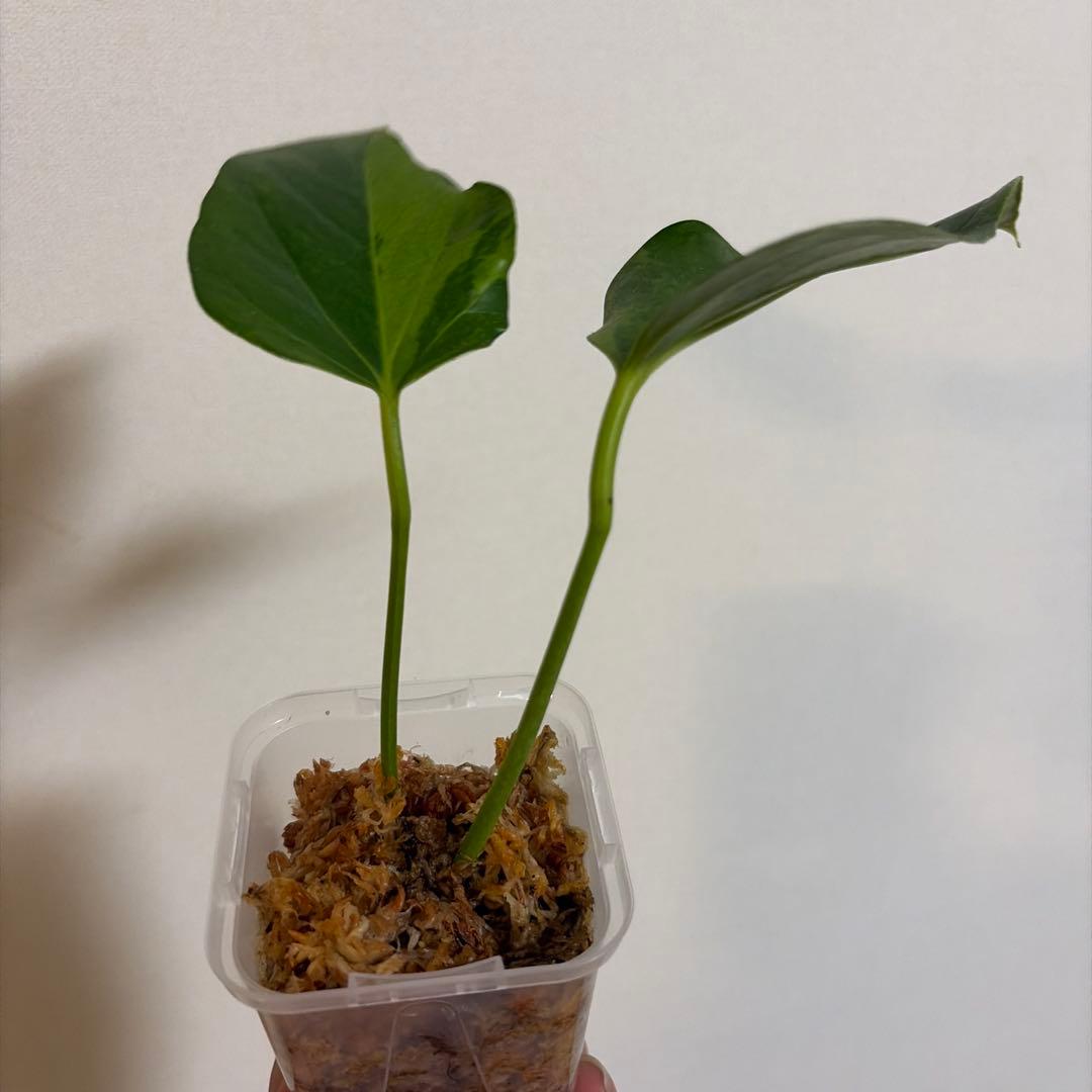 g*き様 希少　アンスリウム　シボリ　グリーンオングリーン 斑入り