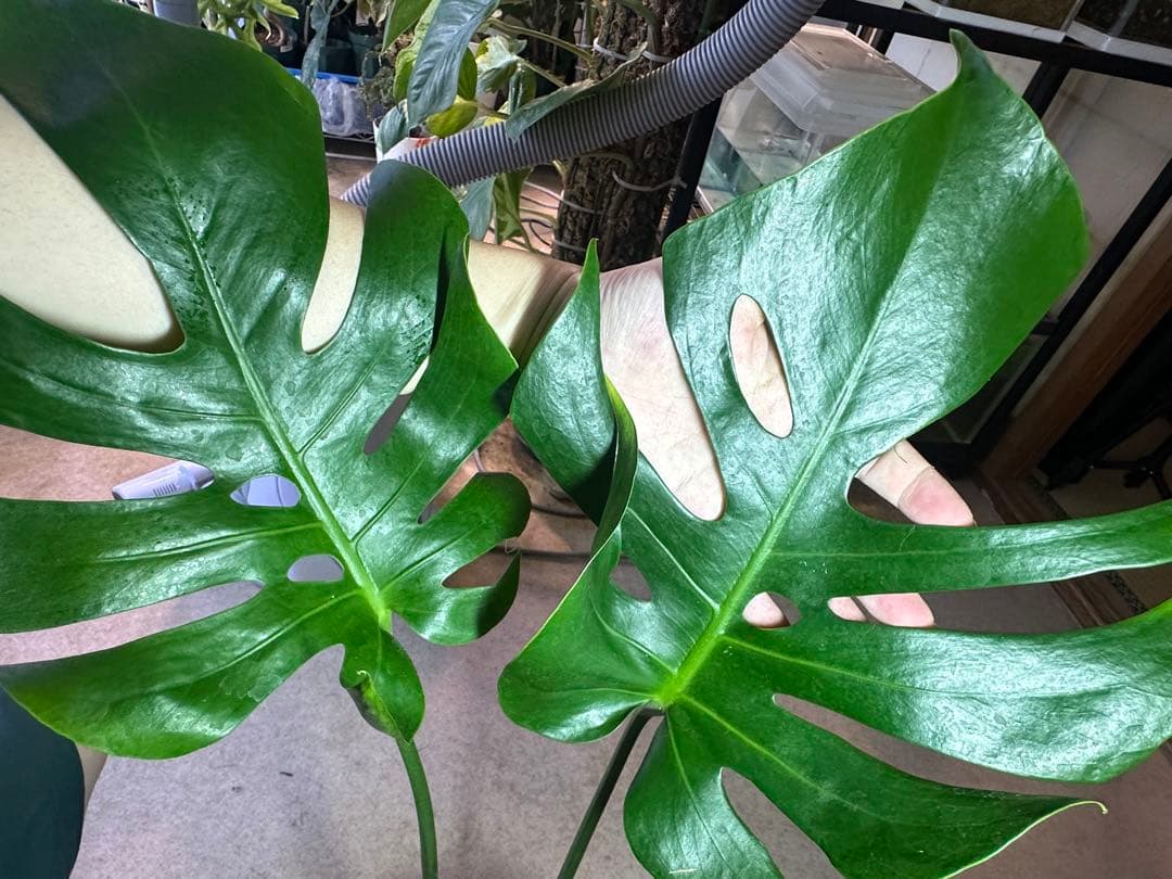 モンステラスケルトン　ボトムカット